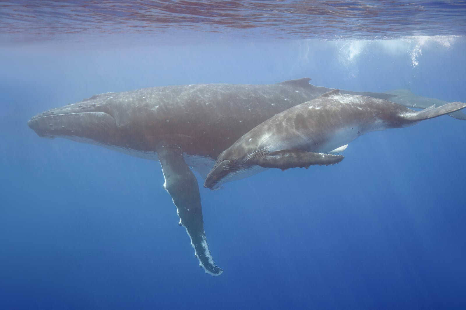 Humpback whale (Megaptera novaeangliae) with calf Moorea 2