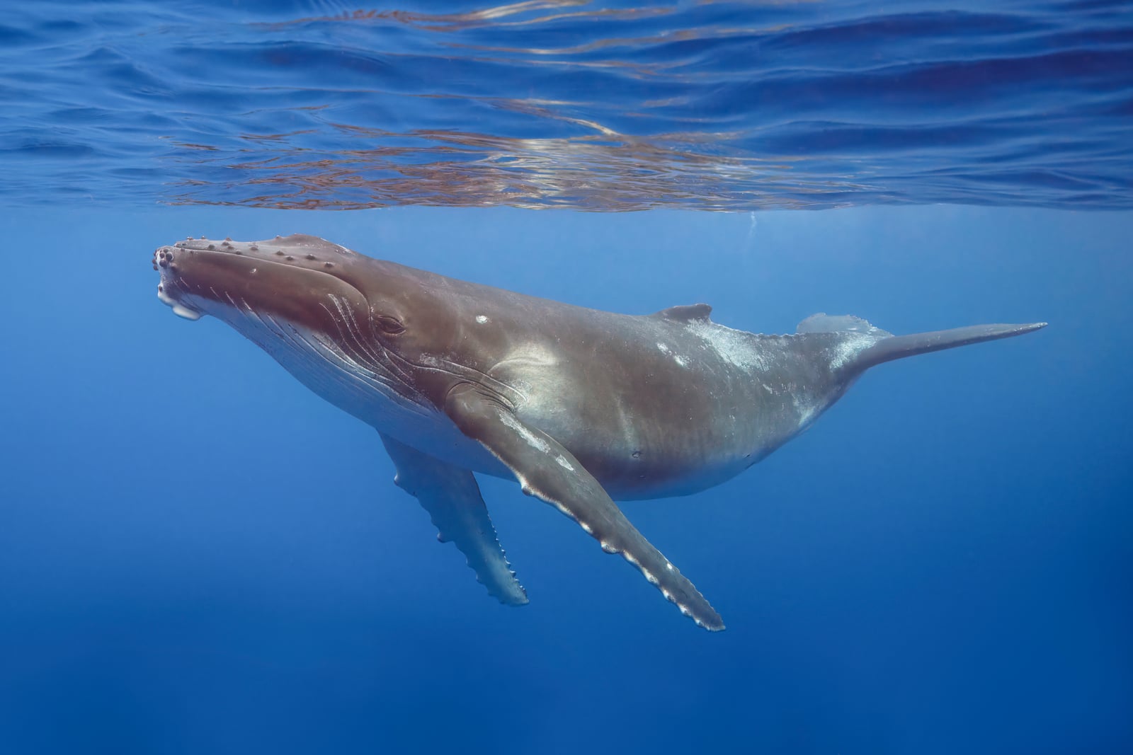 Humpback whale (Megaptera novaeangliae) calf Moorea 2
