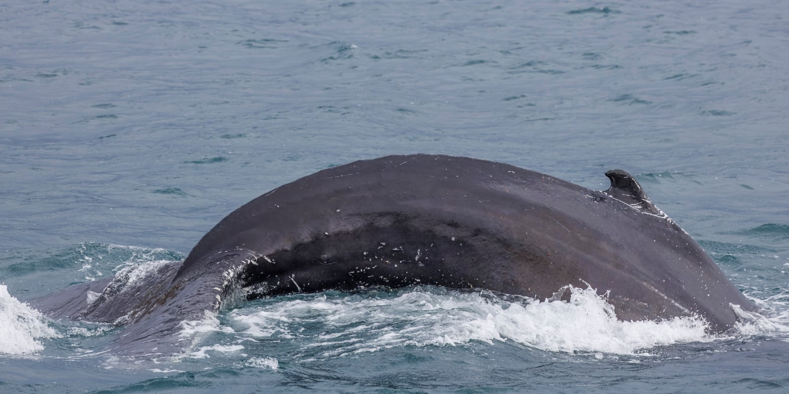 Humpback whale (Megaptera novaeangliae) Eyjafjordur diving 3 of 27