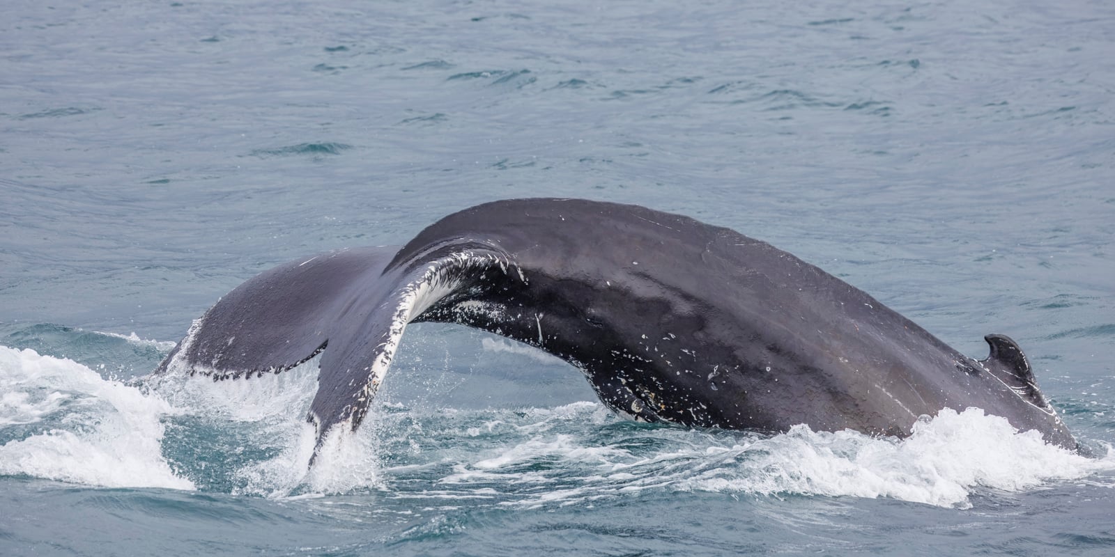 Humpback whale (Megaptera novaeangliae) Eyjafjordur diving 7 of 27