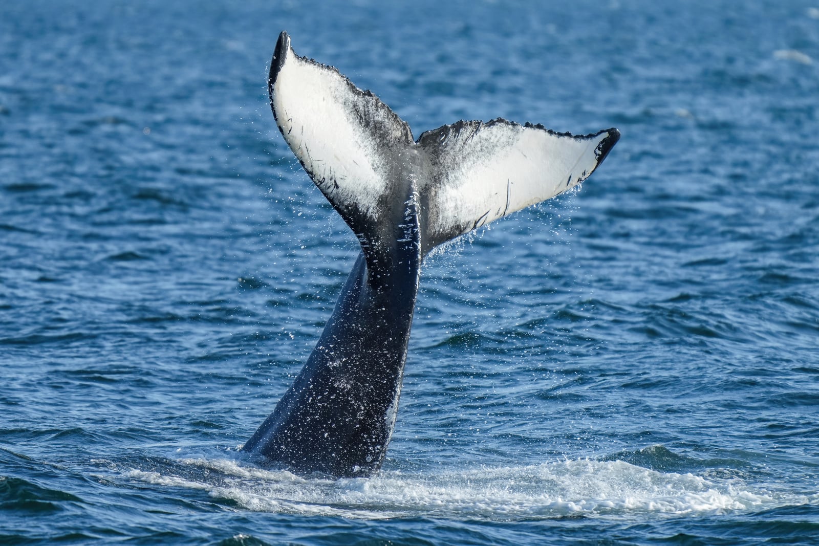 031 Humpback whale lobtailing Photo by Giles Laurent