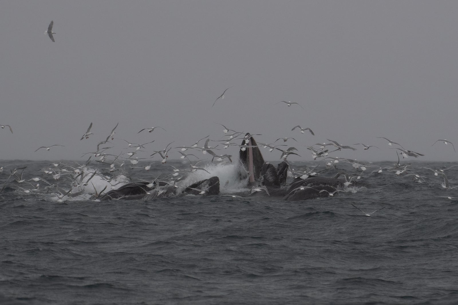 Humpback Whale (Megaptera novaeangliae)