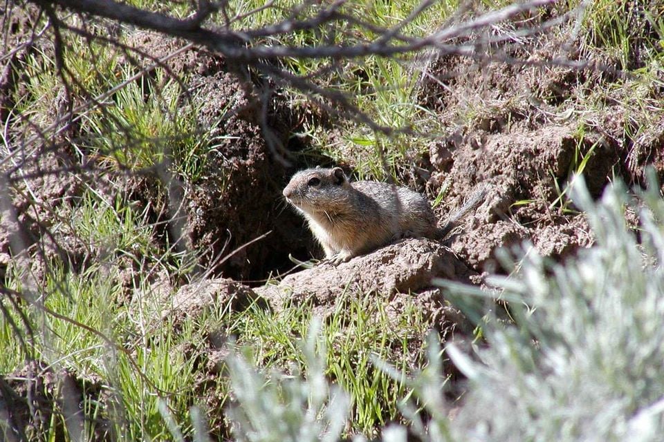 Southern Idaho ground squirrel in native habitat near burrow