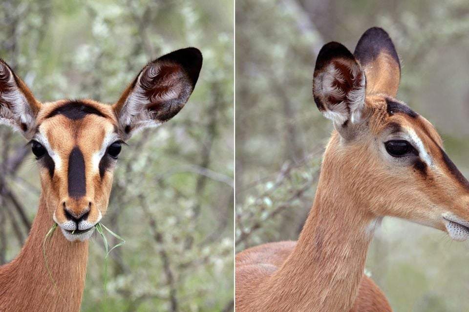 Black-faced impala (Aepyceros melampus petersi) female head composite