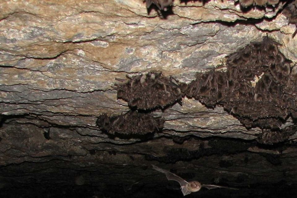 Indiana bats roosting in a dense cluster on a cave ceiling with several individuals in flight below