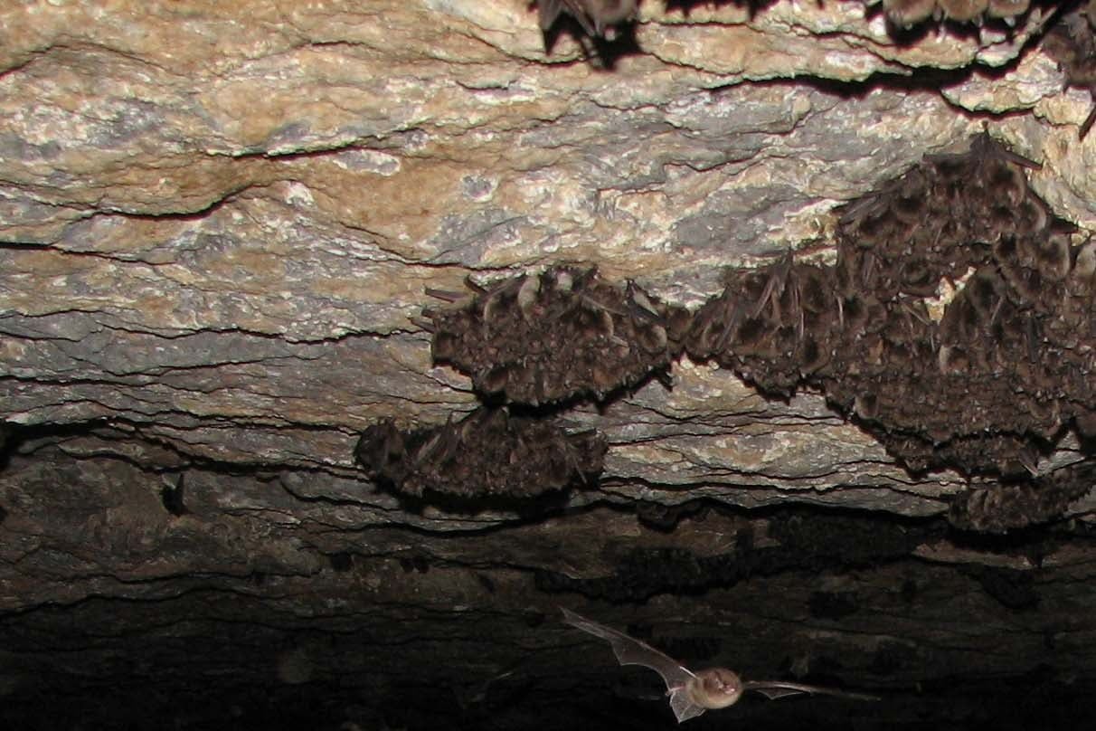 Indiana bats roosting in a dense cluster on a cave ceiling with several individuals in flight below