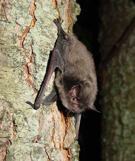 Indiana bat clinging to furrowed tree bark at night with wings folded alongside its body