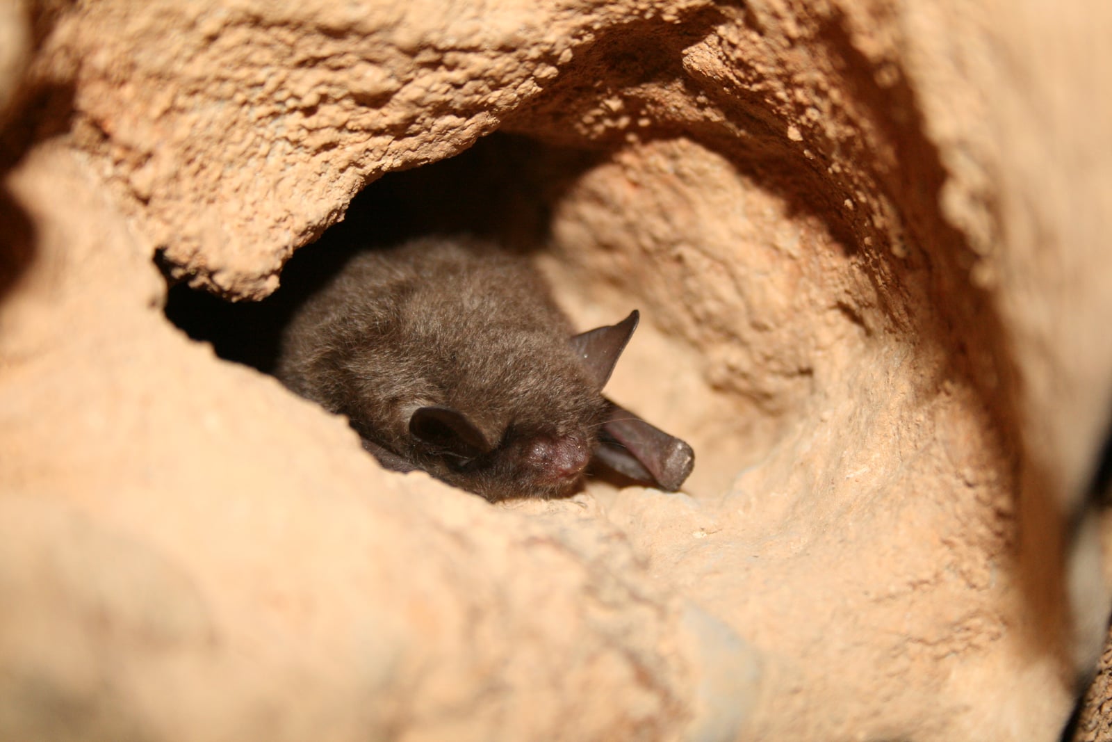 Indiana bat hibernating in a cave crevice, its face and ears visible in close-up
