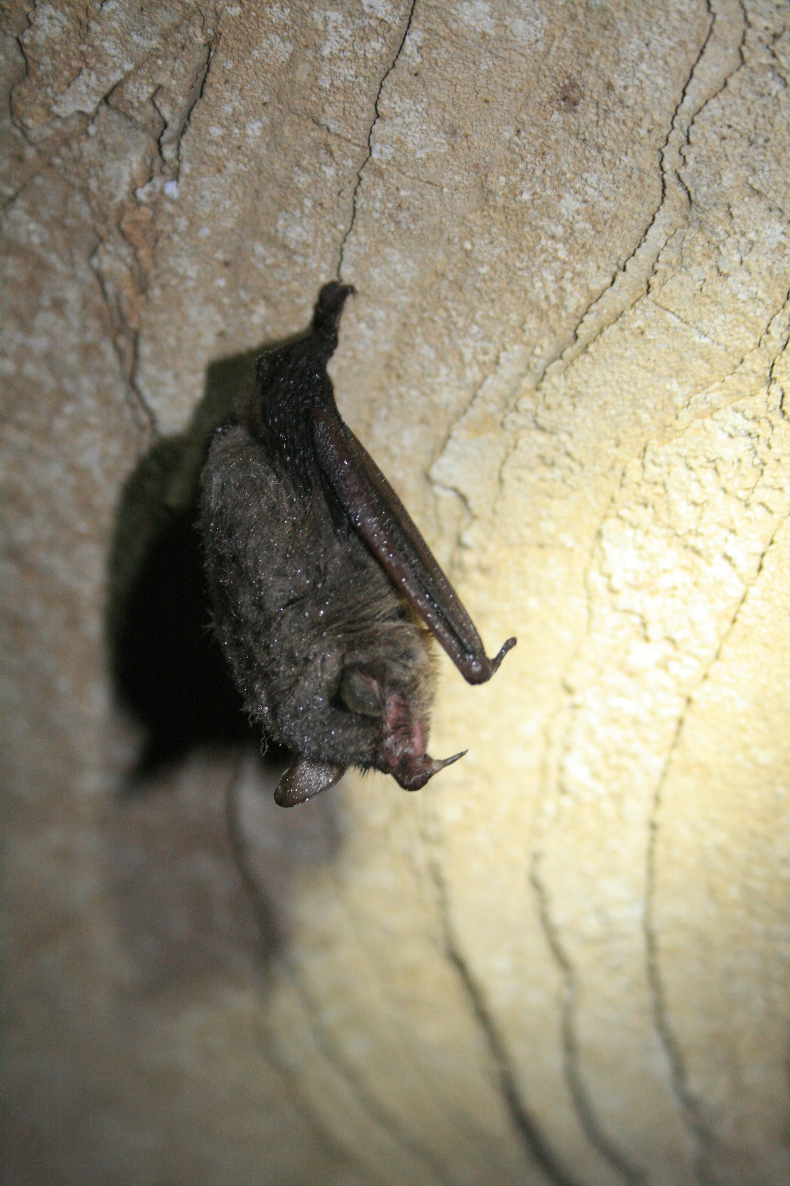 Healthy hibernating Indiana bat hanging from a cave ceiling with folded wings