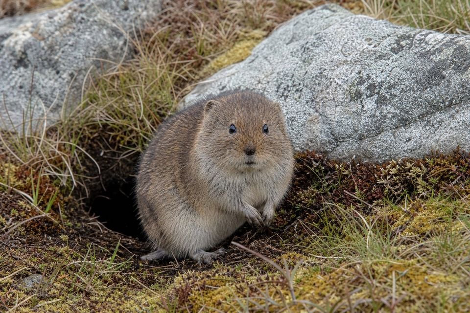 AI-generated image: Insular Vole sitting upright at burrow entrance among tundra rocks and moss. No public-domain photograph of this species exists. This image was generated with AI from verified reference material and reviewed by our editorial team for accuracy