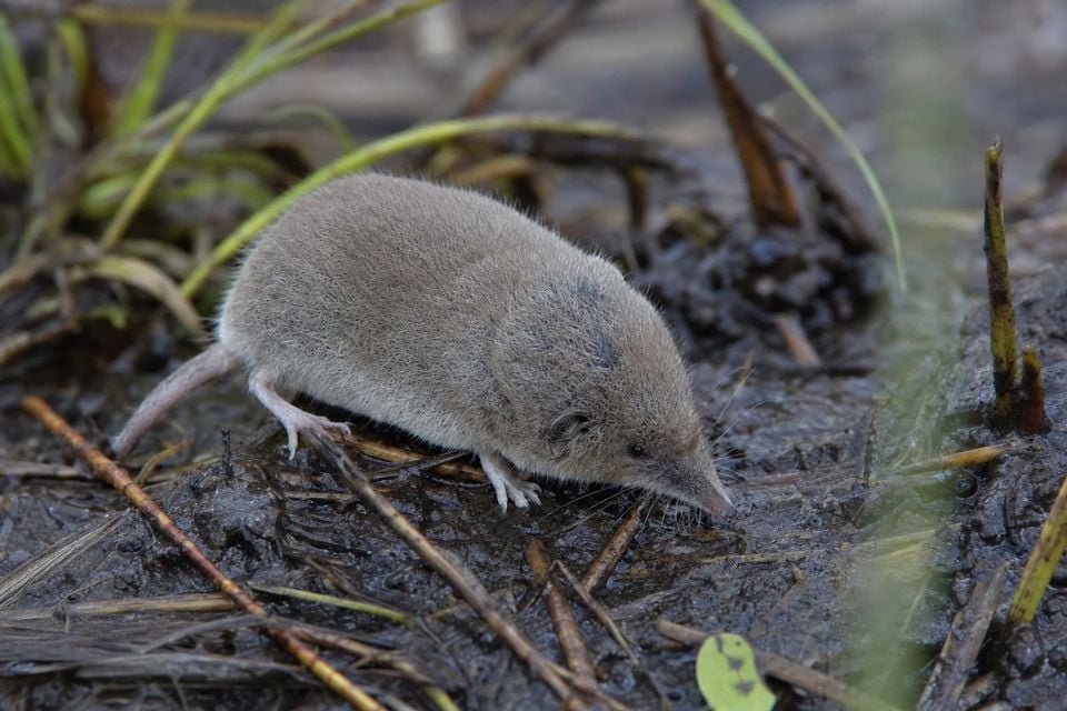 AI-generated image: Inyo shrew in side profile foraging on wet muddy ground among grasses. No public-domain photograph of this species exists. This image was generated with AI from verified reference material and reviewed by our editorial team for accuracy