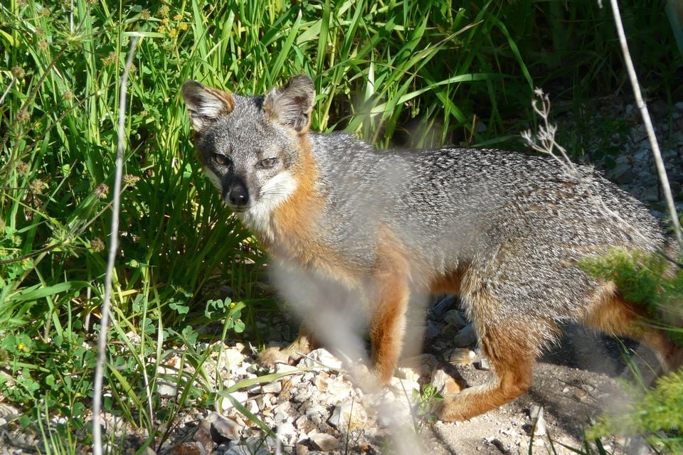 Urocyon littoralis santacruzae (Santa Cruz island fox) FWS 002