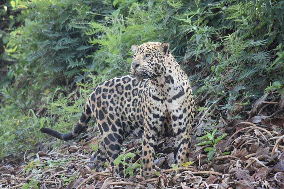 Jaguar standing in dense green cover