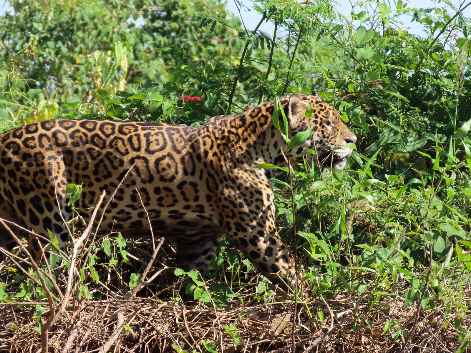 Jaguar walking through dense riverside vegetation