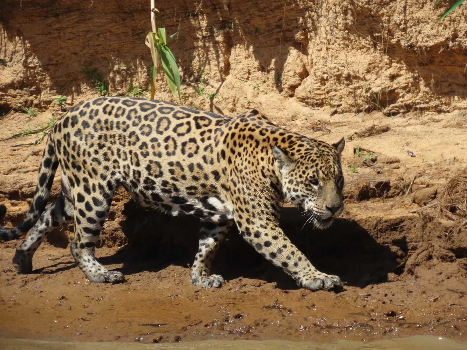Jaguar walking along a muddy riverbank