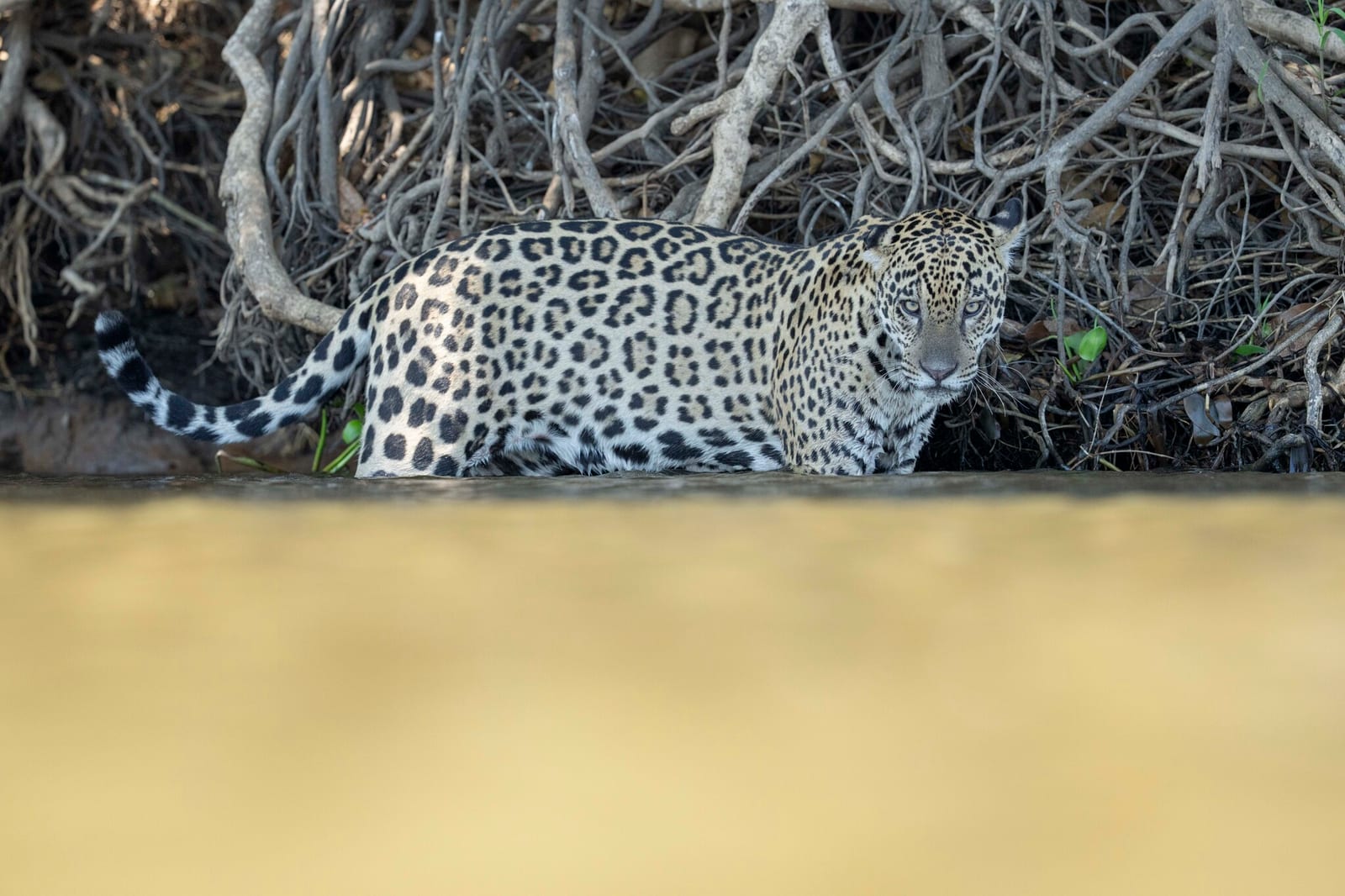 Jaguar half-submerged beside tangled riverbank roots