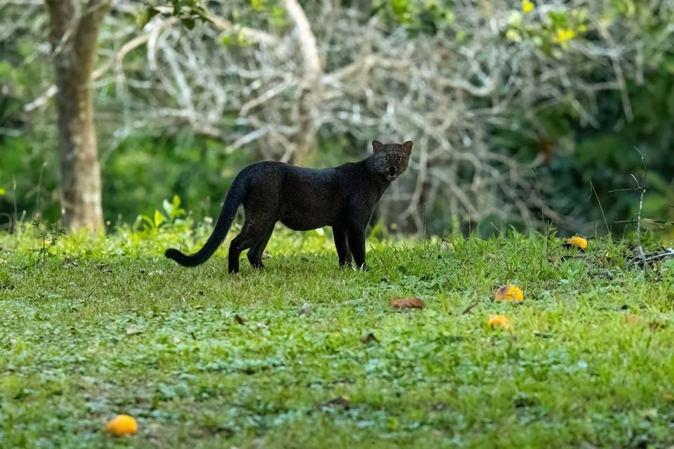 Jaguarundi (Puma yagouaroundi)