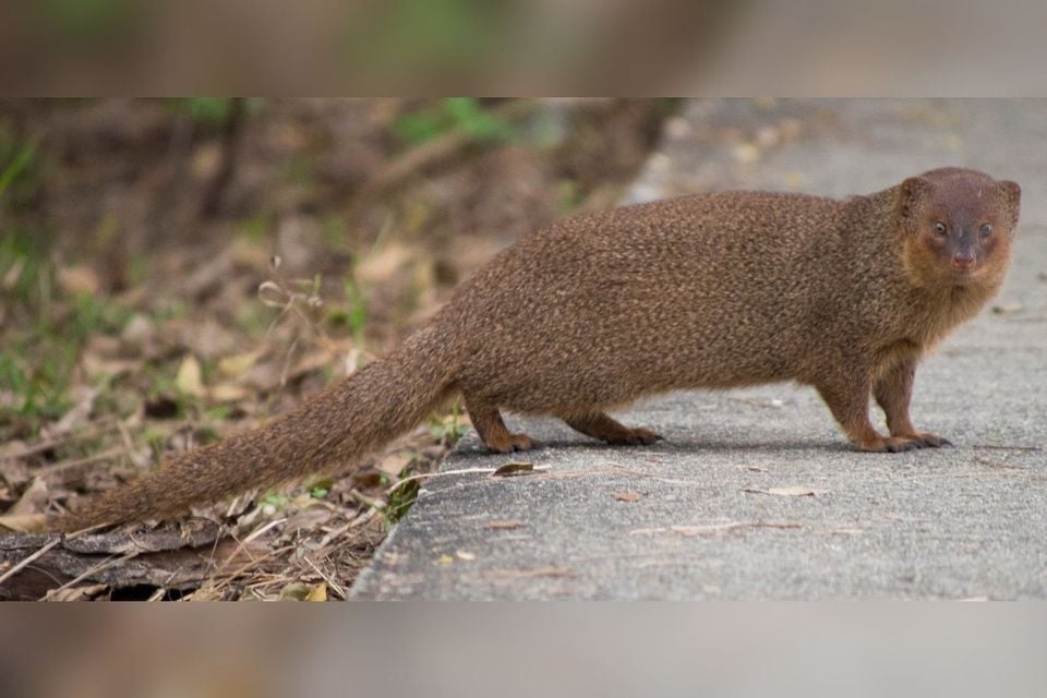 Javan mongoose walking on a paved path at Mai Po, Hong Kong