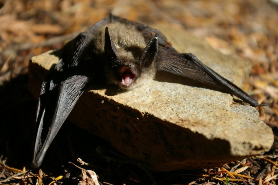 Keen's myotis resting on a sunlit rock with wings partly spread