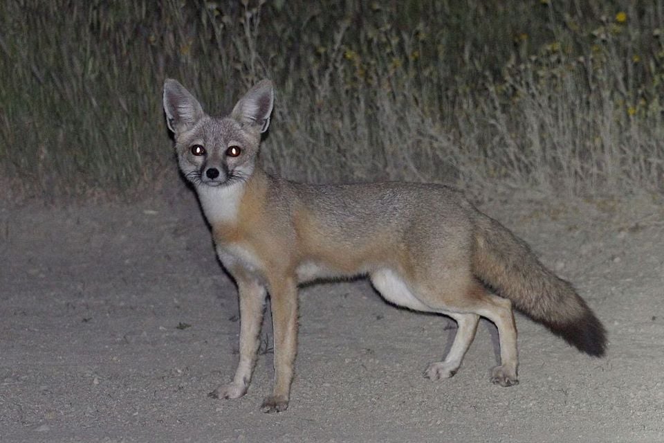 Kit fox (Vulpes macrotis) standing in profile at night in desert scrub