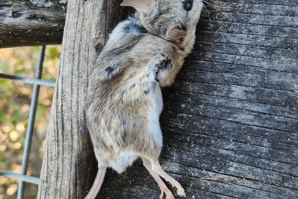Lacey's white-ankled mouse clinging to a weathered wooden post, white ankles visible