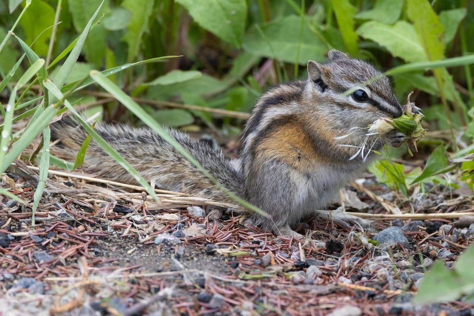 Least Chipmunk in natural habitat