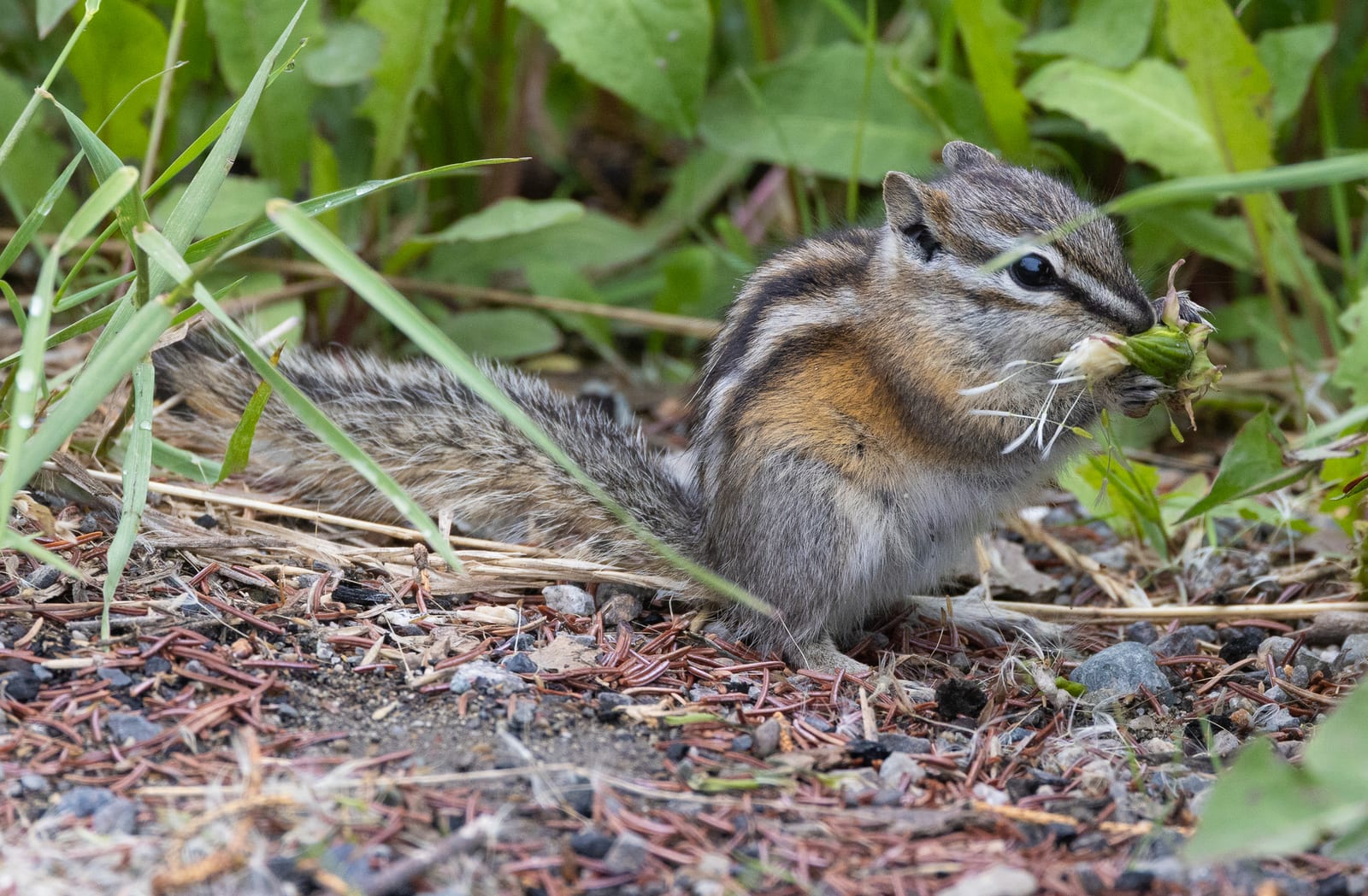Least Chipmunk in natural habitat