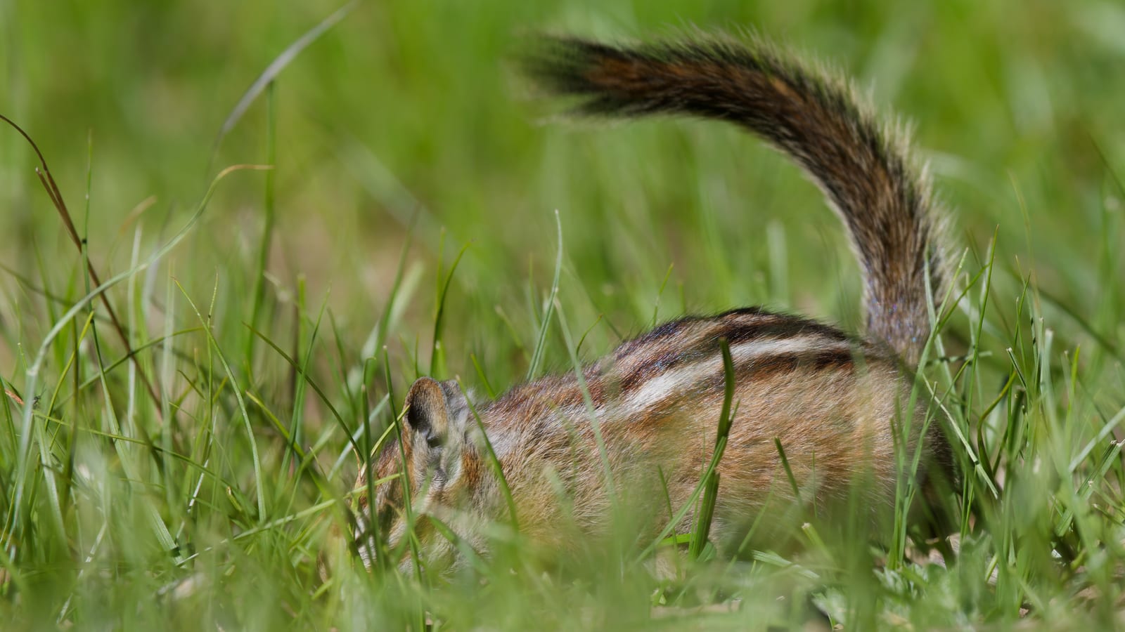 Least Chipmunk (Neotamias minimus)