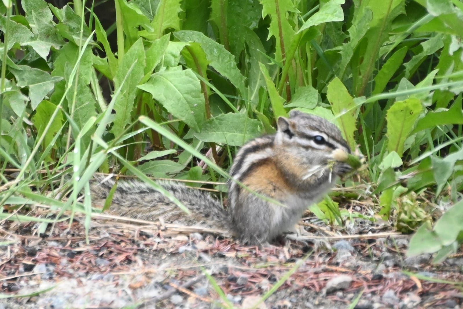 Least Chipmunk (Neotamias minimus)
