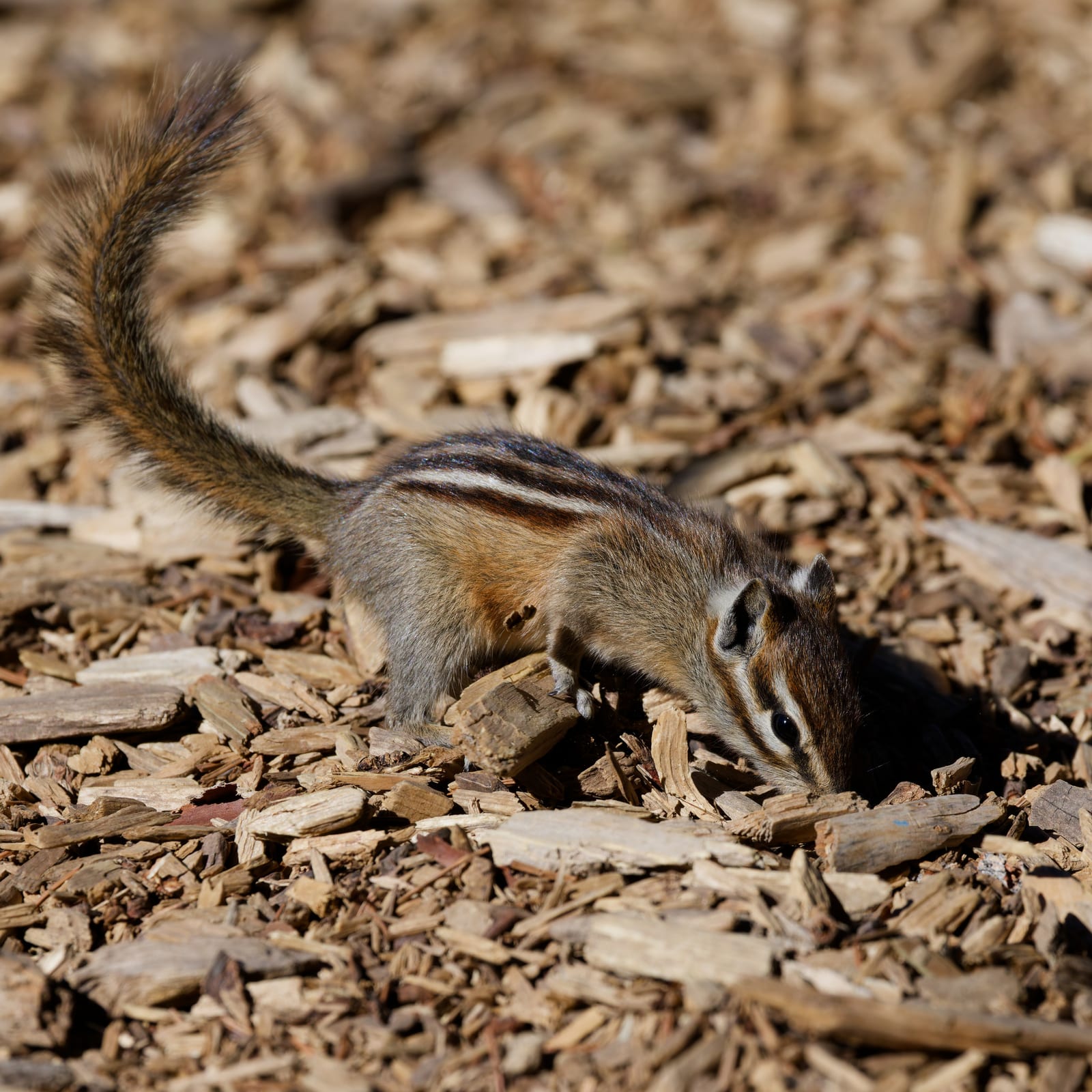 Least Chipmunk (Neotamias minimus)