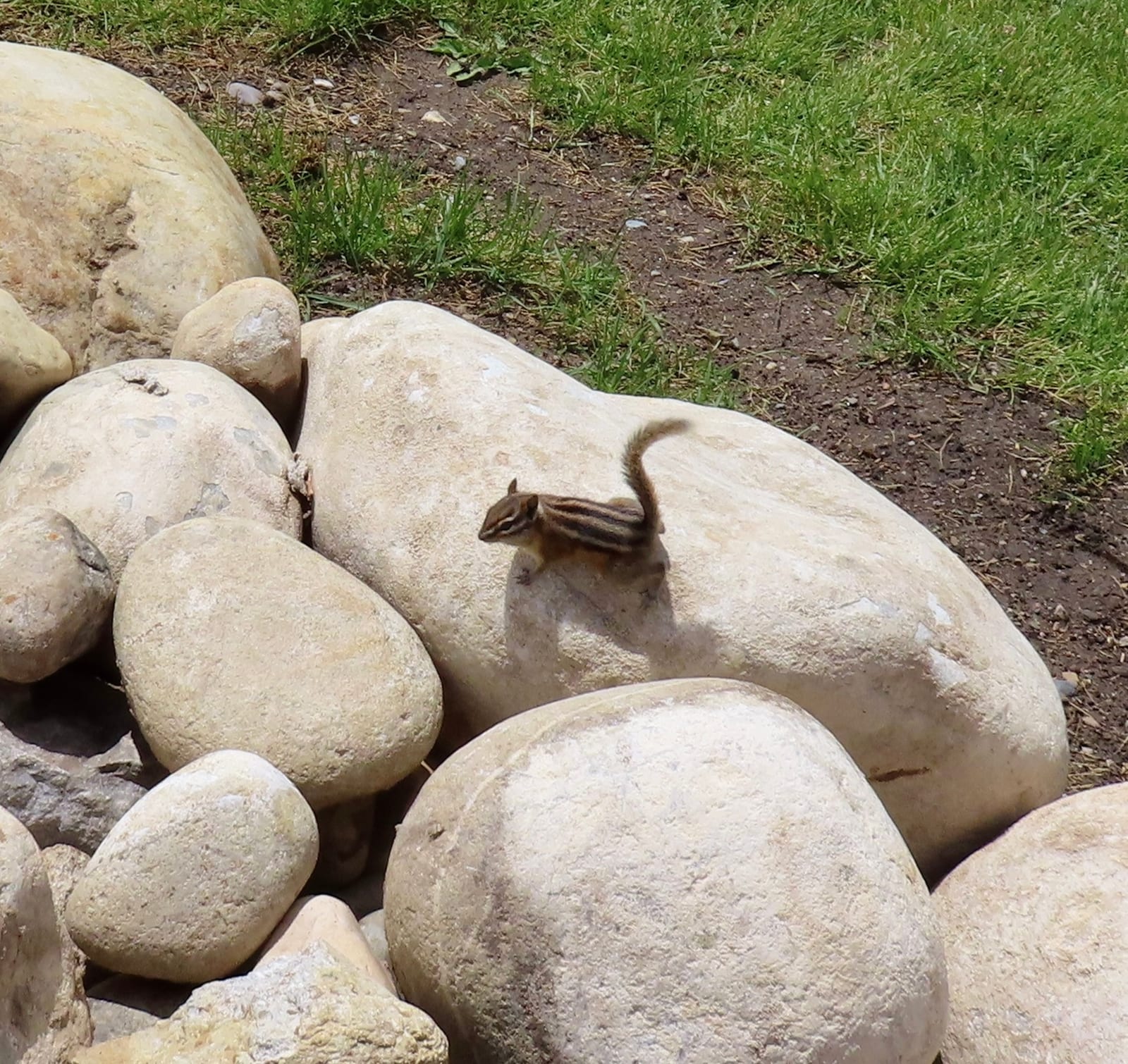 Least Chipmunk (Neotamias minimus)