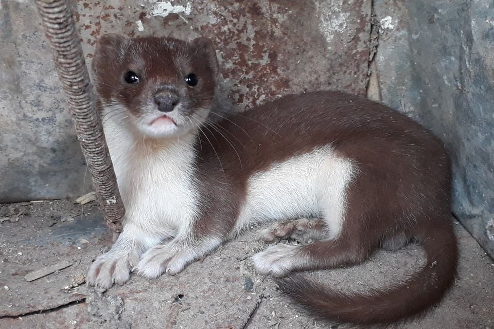 Least Weasel (Mustela nivalis)
