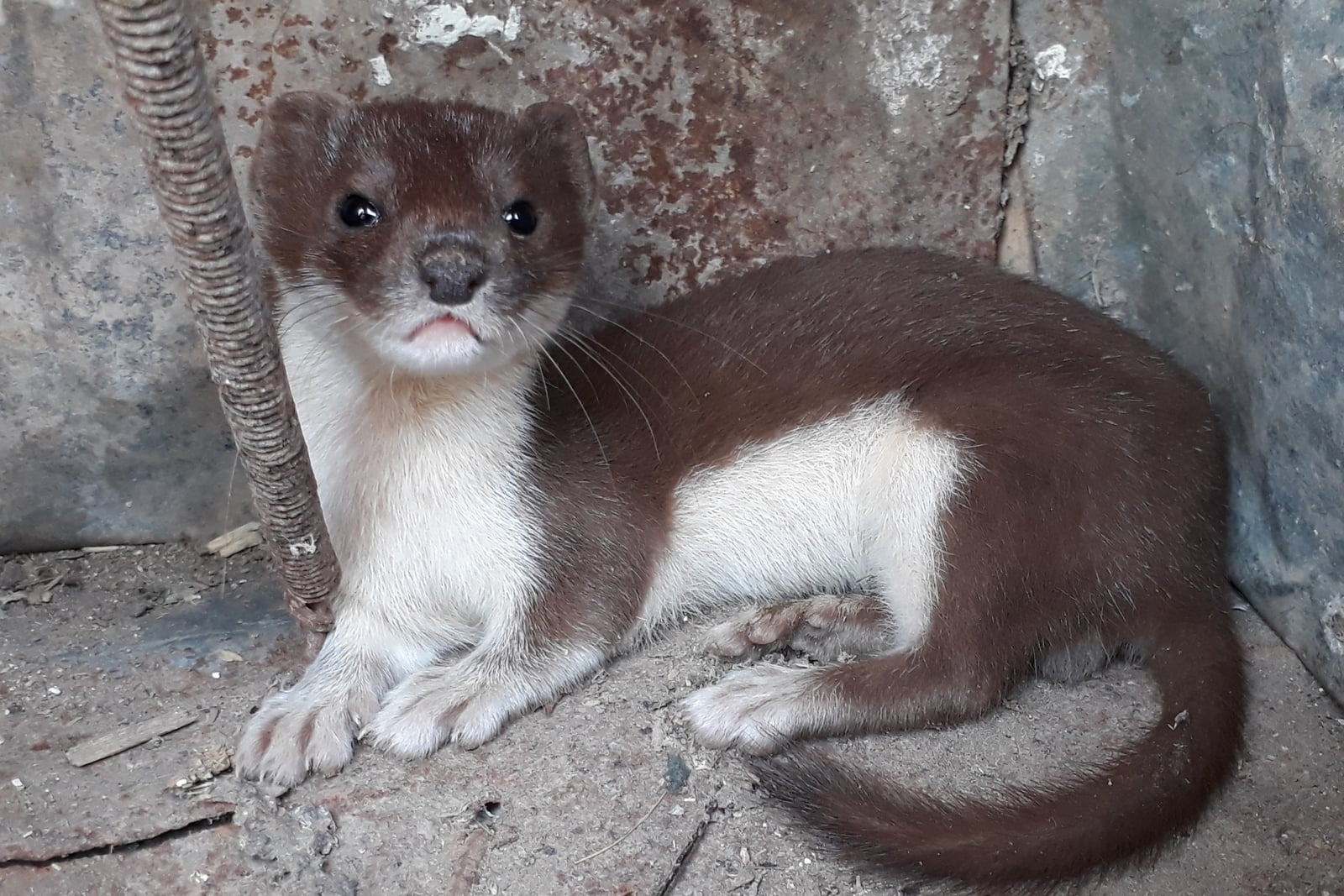 Least Weasel (Mustela nivalis)