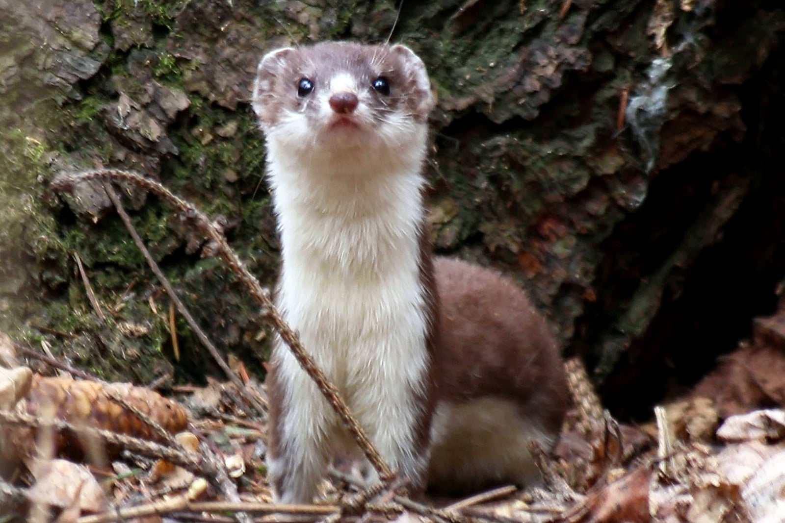Least Weasel (Mustela nivalis)