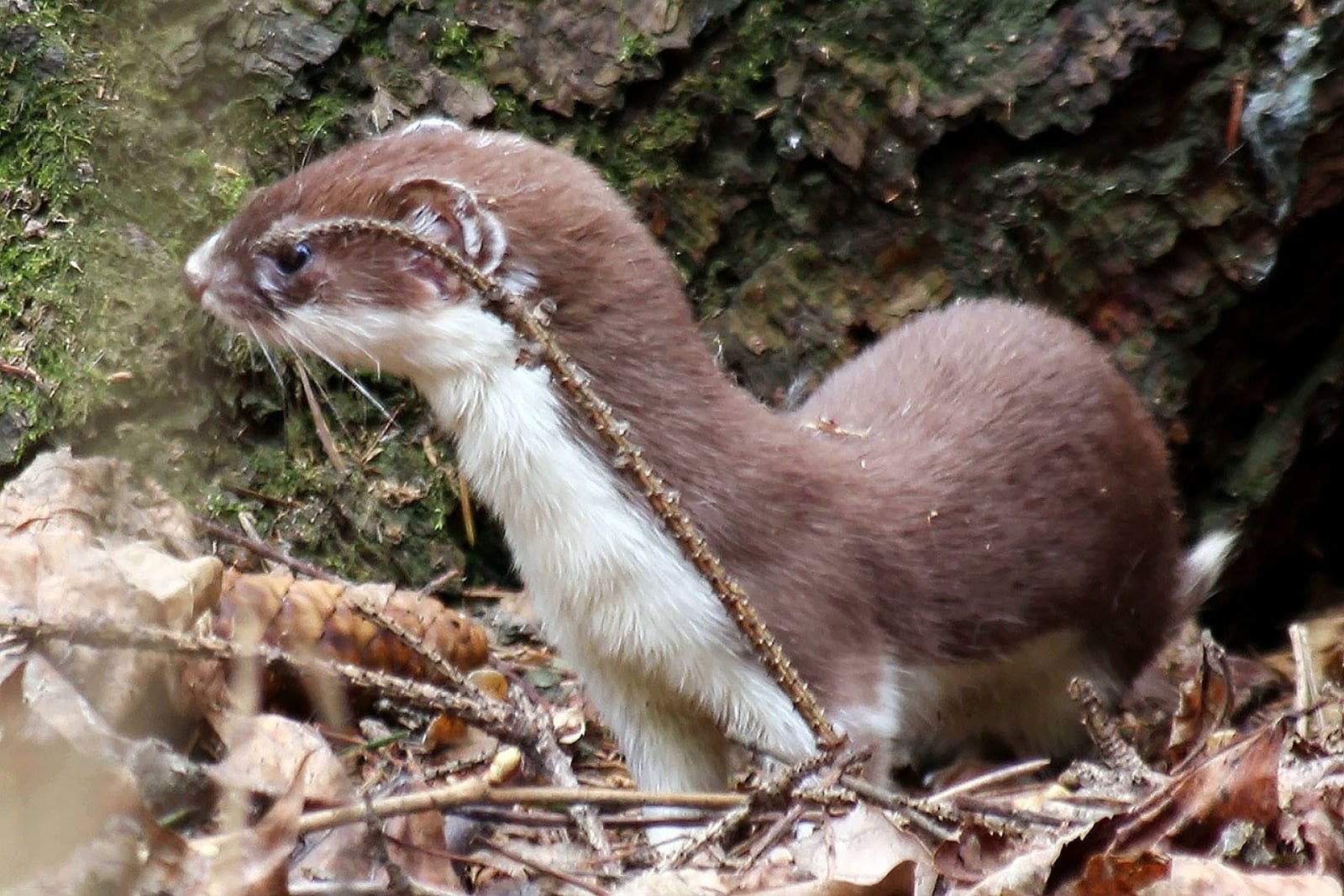 Least Weasel (Mustela nivalis)