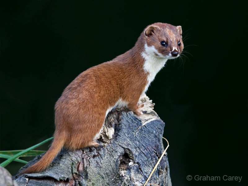 Mustela-nivalis