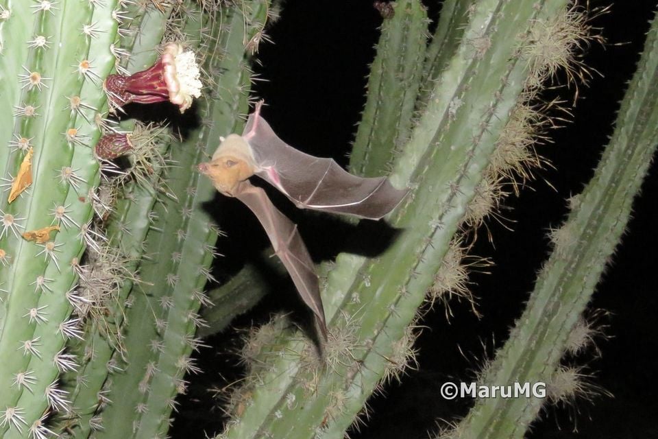 Lesser long-nosed bat hovering at a night-blooming columnar cactus flower, tongue extended to feed