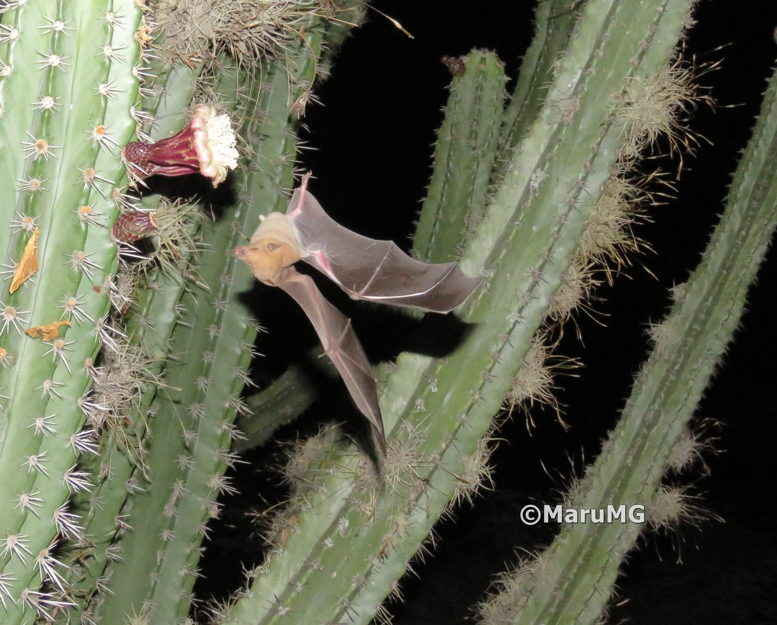 Lesser long-nosed bat hovering at a night-blooming columnar cactus flower, tongue extended to feed
