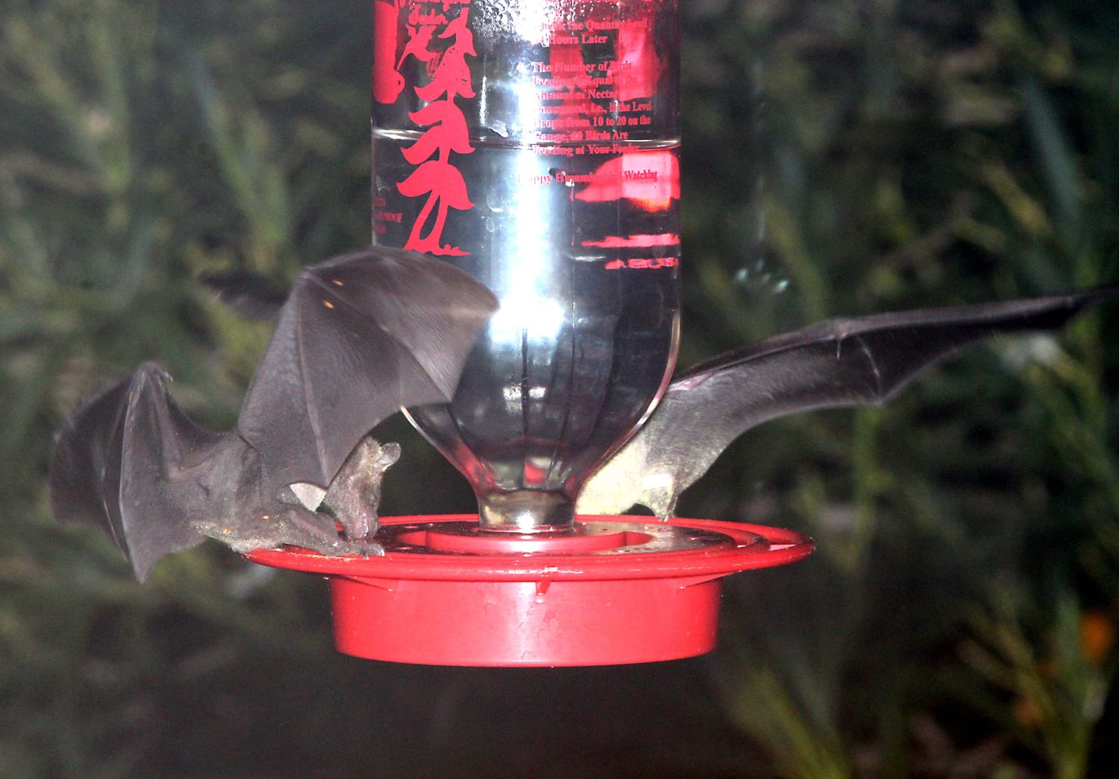 Lesser long-nosed bat with wings spread wide feeding at a backyard nectar feeder in southern Arizona