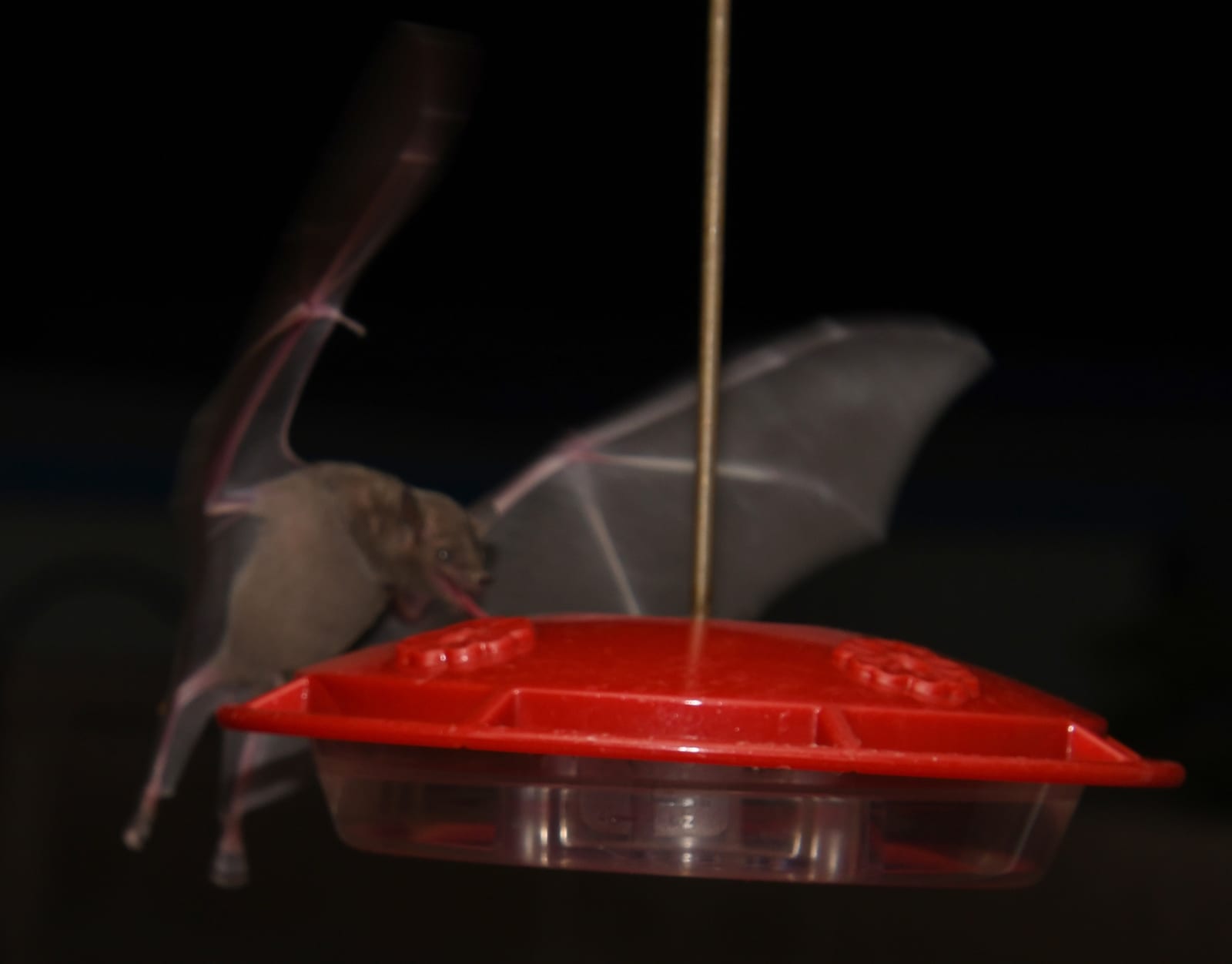 Lesser long-nosed bat lapping nectar from a hummingbird feeder in Tucson, Arizona