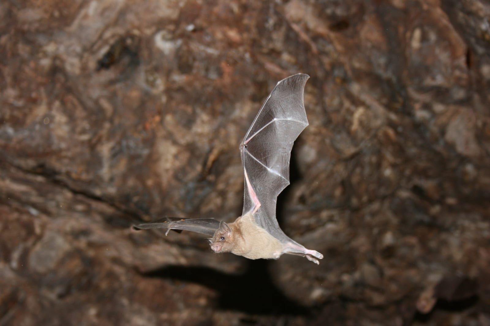 Lesser long-nosed bat in flight inside a roost cave, wings fully spread