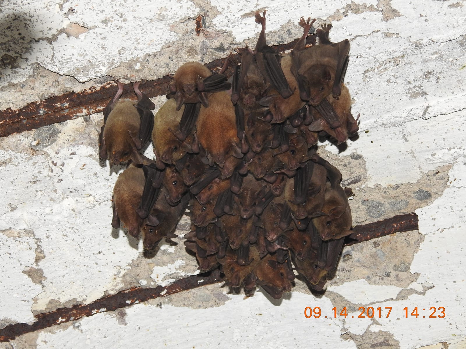 A cluster of lesser long-nosed bats roosting together on a cave wall