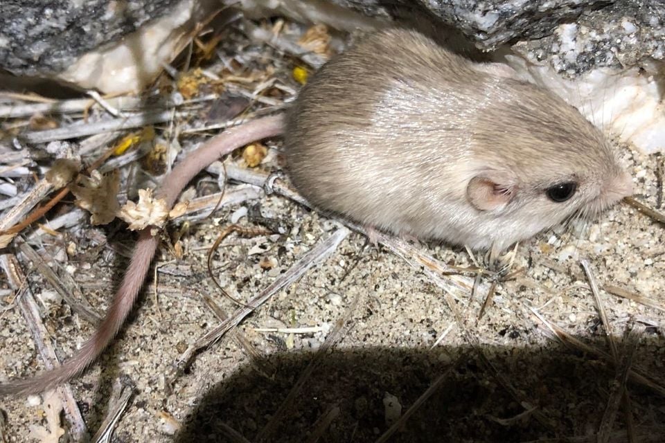 Little pocket mouse moving over pale sandy soil at night