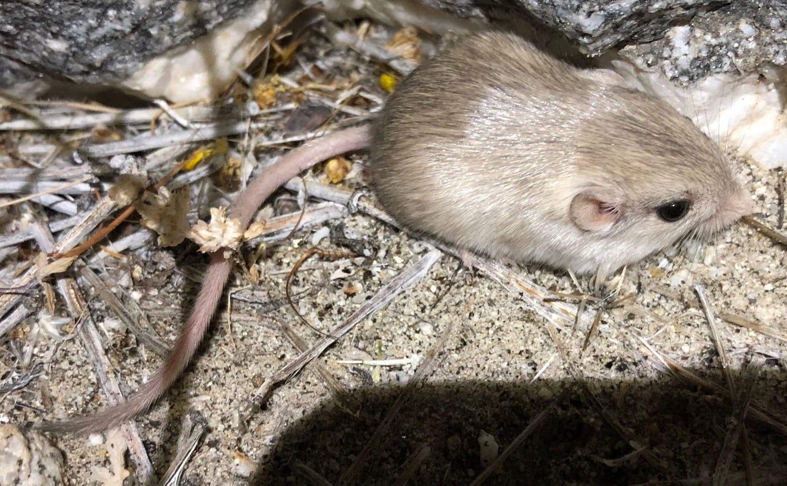 Little pocket mouse moving over pale sandy soil at night