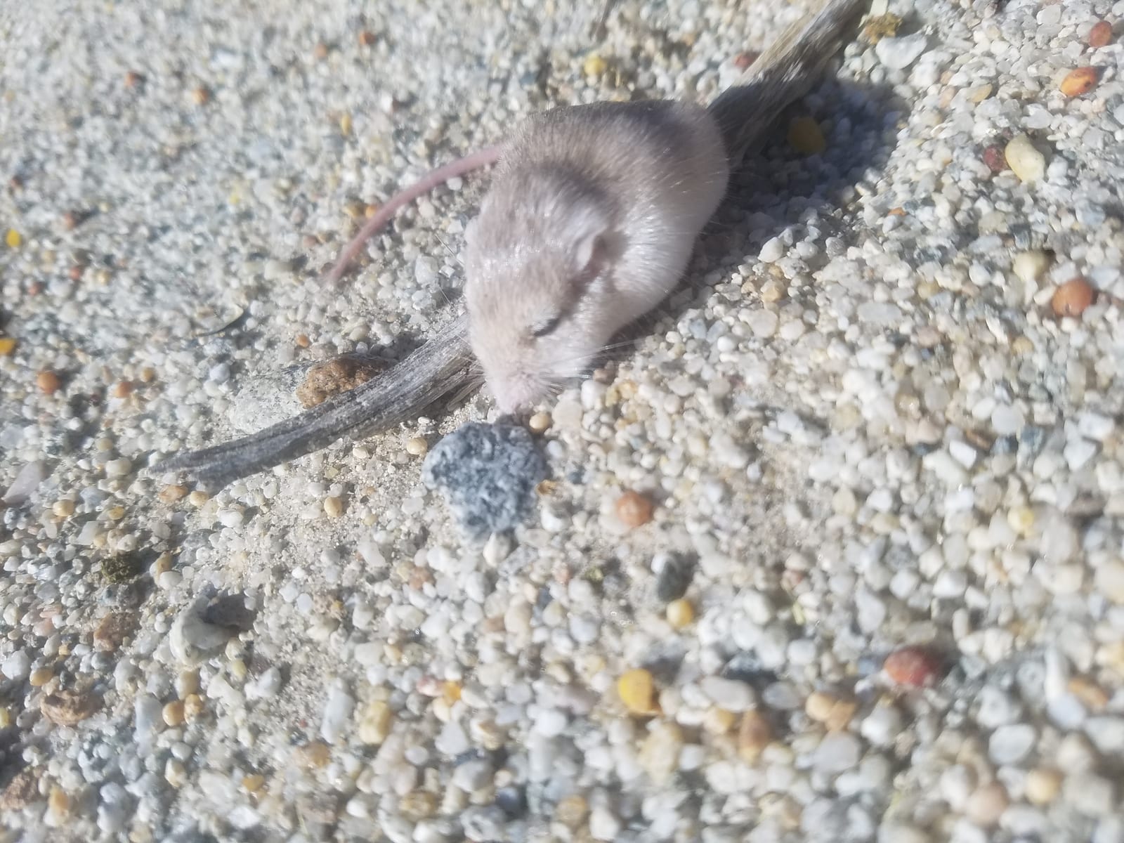 Little pocket mouse on pale sand and gravel