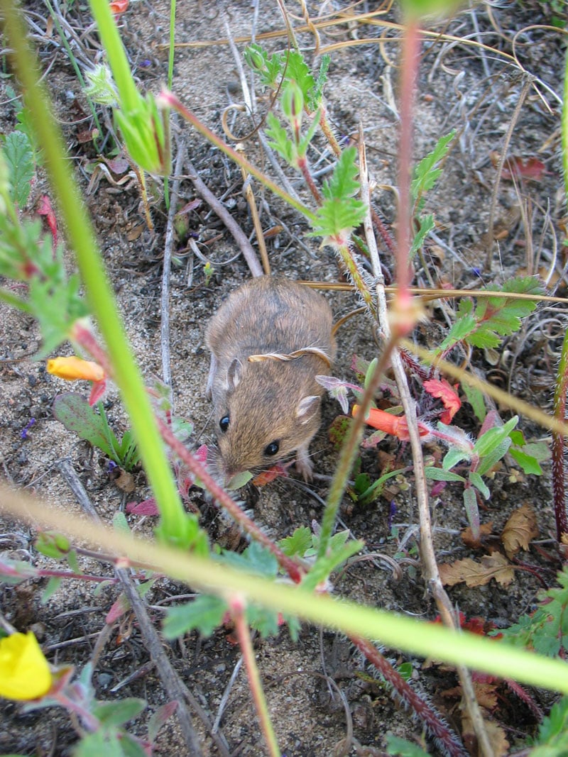 Pacific pocket mouse, a coastal subspecies of little pocket mouse, in sandy vegetation