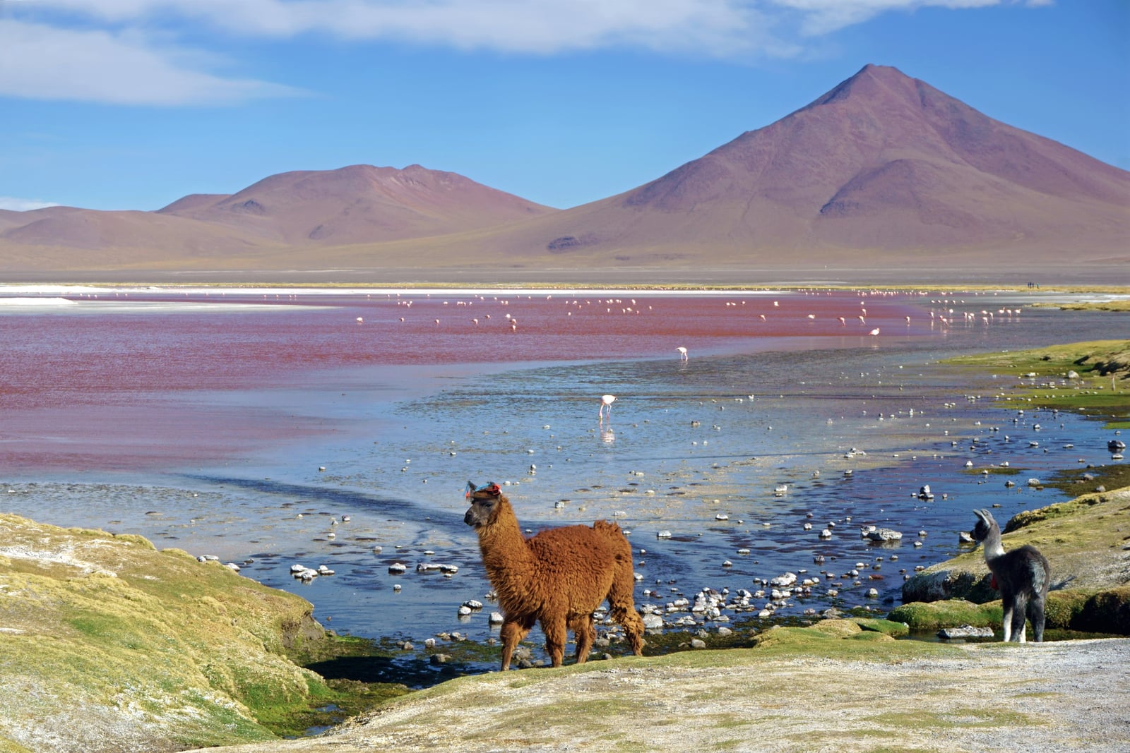 Llama at Laguna Colorada