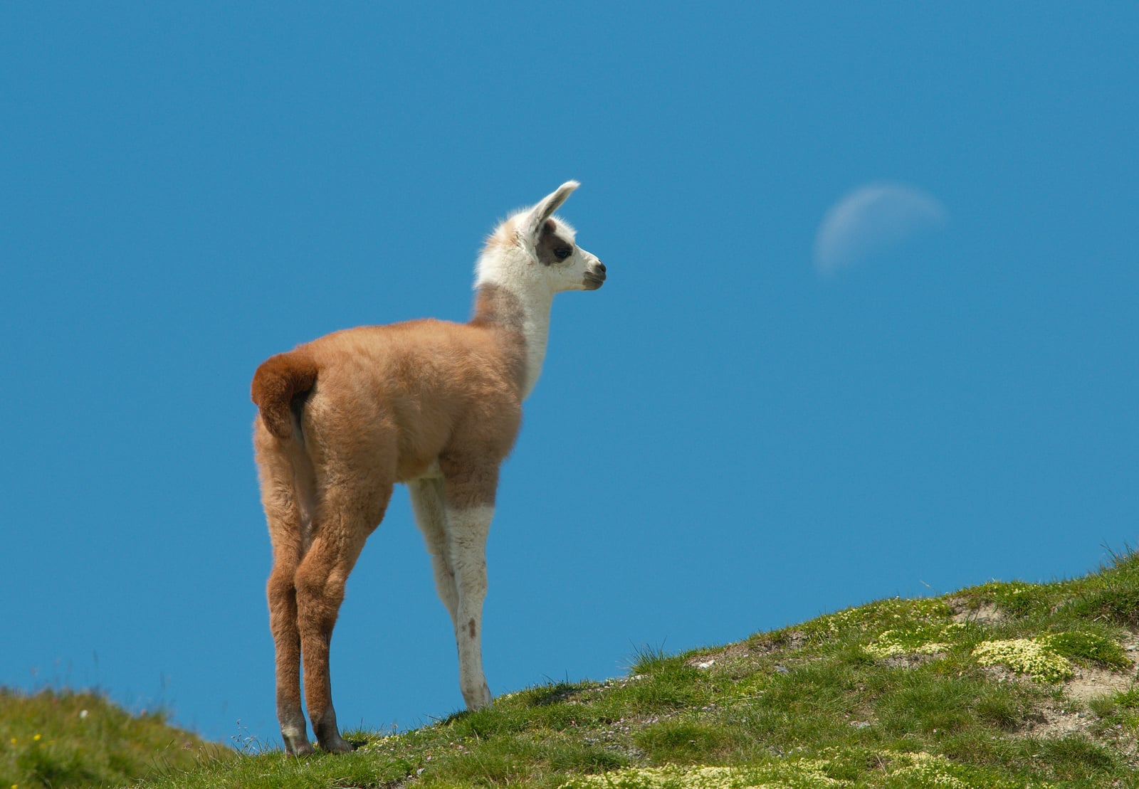Lama 1 Luc Viatour