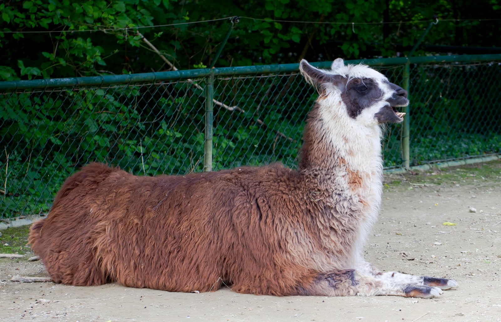 Llama (Lama glama), Tierpark Hellabrunn, Múnich, Alemania, 2012-06-17, DD 01