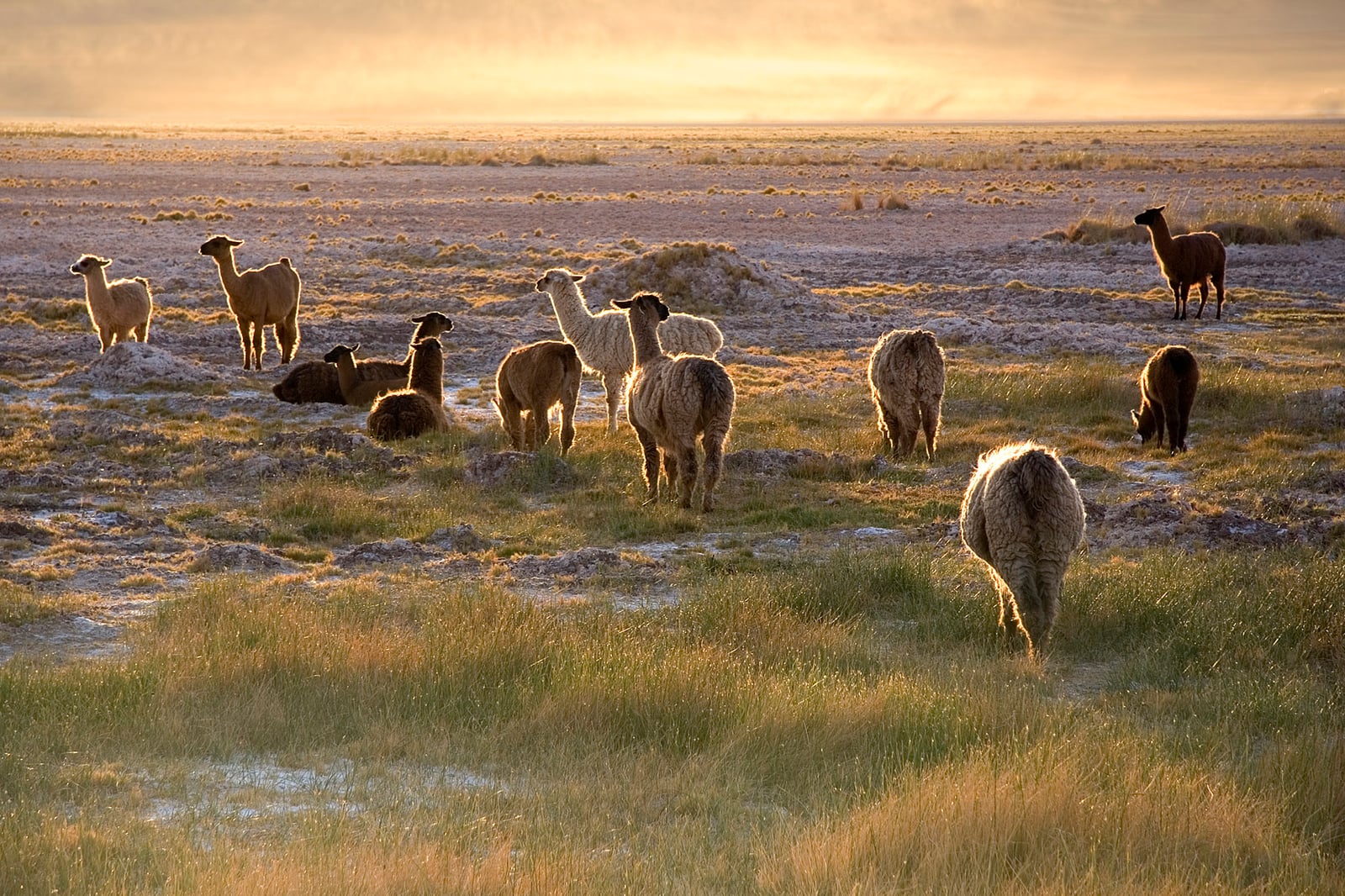Llamas at sunset near San Pedro de Atacama, Chile
